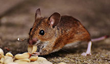 24 Hour & Emergency Exterminators in Jax, MS